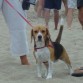 Paseando por la playa de V.Gesell